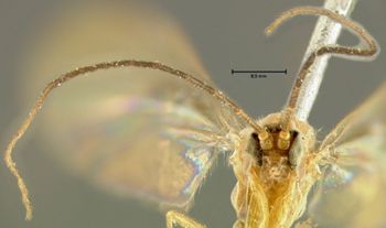 Media type: image;   Entomology 14543 Aspect: head frontal view